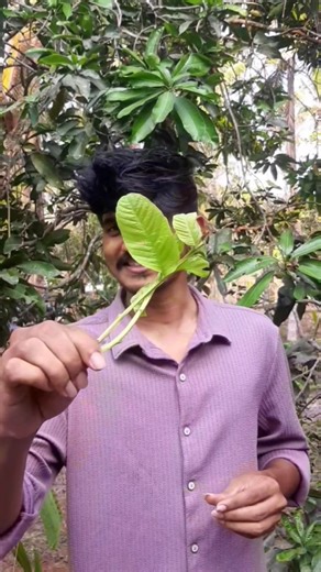 പേരക്ക ഇല കഴിക്കാൻ നോക്കിയതാ😋#haiztech #m4tech #funny #food #trending #trending #comedy #experiment