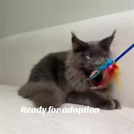 Gentle giants in the making 🐾 Our Maine Coon kittens are known for their calm temperament and loving nature. Perfect for families, singles, and true cat lovers. #mainecoonkittens #kittenvibes #catlife #petadoptionusa