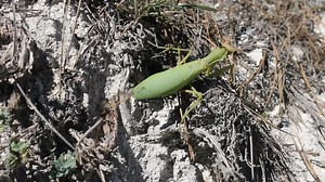 Strong female Praying mantis (Mantis religiosa) makes its way through the rocky terrain with grass, cruel female
