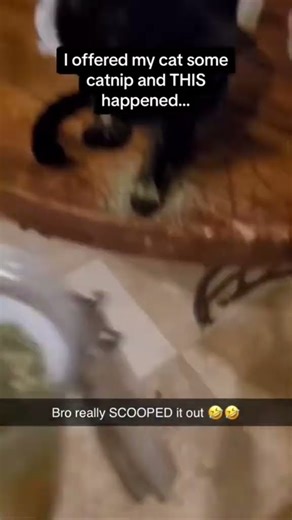 That cat wanted more #catnip #funnyclips #stitch #funny