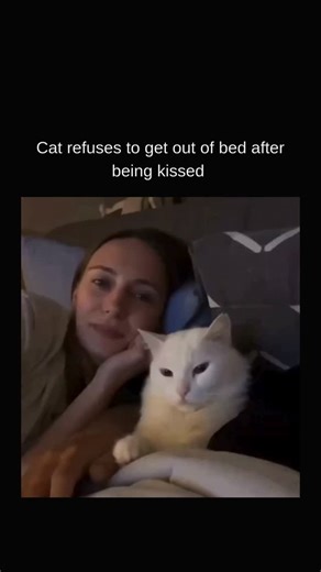 KNOWLEDGE | DECODED on Instagram: "The viral video titled "Cat refuses to get out of bed after being kissed" shows a woman and her white, fluffy cat cuddling in bed. The text overlay in the image indicates that the cat, which looks like a Turkish Angora or a similar white cat breed recognized for fluffy fur and expressive eyes, is amusingly refusing to leave its comfortable position after receiving a kiss. This content has appeared on multiple social media platforms, including Instagram and Thre