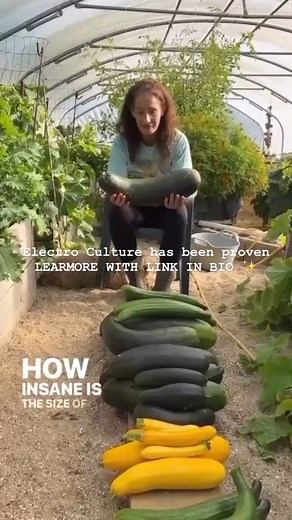 Fairy Tale Crops on Instagram: "Electro culture has been proven over and over again! This revolutionary technique is changing the way local farmers are harvesting huge crops! Learn more with the link in bio! Grow in abundance 🧡 #electroculturegardening #garden #electroculture #gardenproject #gardening #mygarden #electrocultureantenna"