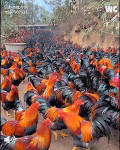 13M views · 292K reactions | Chicken Rush Hour: Mealtime on the Farm!  | Watercooler | Facebook