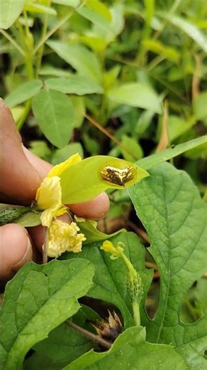 This Golden Bug Shines Like Real Gold ✨🐞 #yumnavillage #nature #shorts #insects #goldenladybug