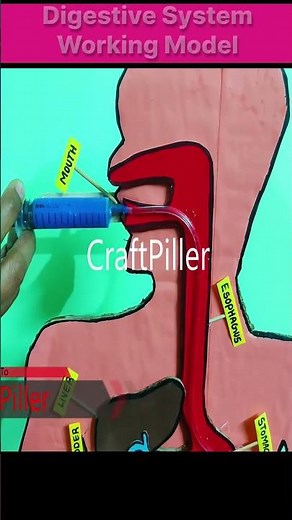 digestive system working model 3d for science project using syringes - creative - diy craftpiller
