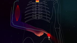 Video: Nervous system - Revision guides: Multicellular organisms: Video playlist - BBC Bitesize