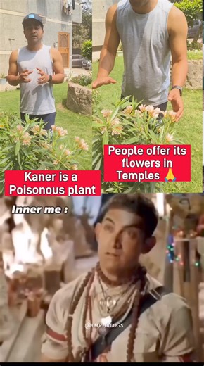 113K views · 226 reactions | Is Kaner plant poisonous? Is the Kaner flower offered to Lord Shiva? Can we offer kaner flowers to God? Kaner Kaner flower is referred to as Nerium Nerium oleander . . . . #plant #plants #garden #gardening #flower #flowertogod #worship #confusedgarden #confusegarden #poisnousplants #poisnousplant #vastuplant #vastuplants #bollywood #bollywoodcomedy #comedy #memes #meme #instatrending #god #hindugod #shiva #shivatemple #election2024 | Tishu Green Planet | Facebook