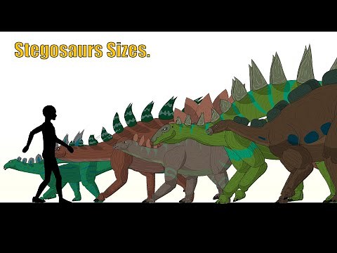 Size Comparison: Stegosaurs Sizes(Animated).