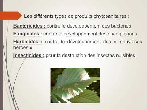 Le rôle des produits phytosanitaires