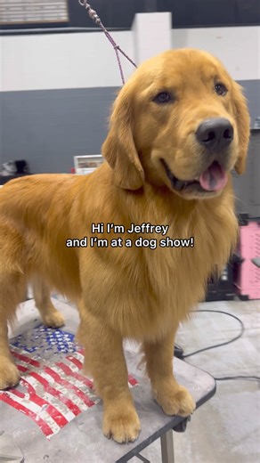 22K views · 1.5K reactions | We love dog show Jeffy #dogs #dogvideo | agoldennamedkevin | Facebook