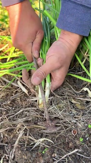 Beautiful Grass Cutting #agriculture #cuttingskills #satisfying #shorts