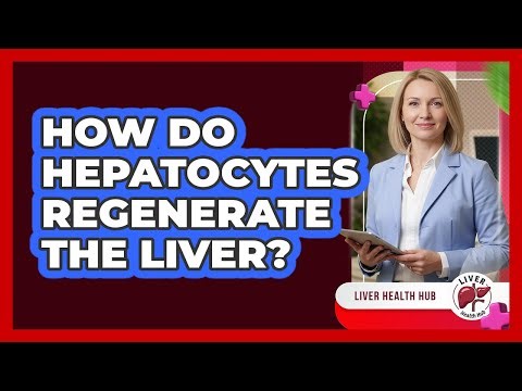 How Do Hepatocytes Regenerate The Liver?