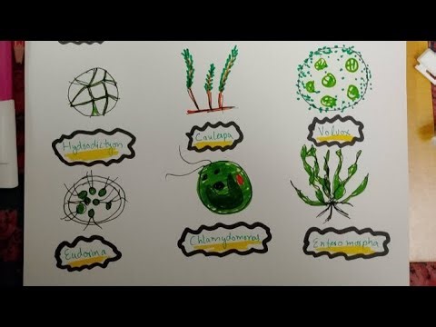 Chlorophyta, structure of green algae, #trending #algae #microbiology