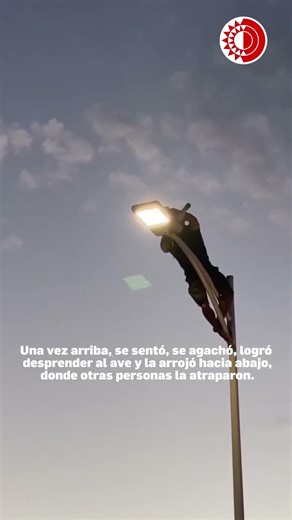 Con chanclas y short: joven se vuelve viral tras escalar poste de varios metros para salvar una gavi