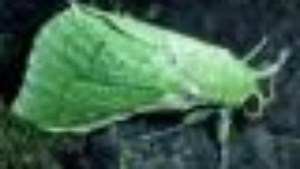 The steam train, the beetle and the puriri moth