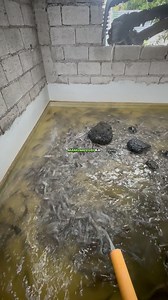 4 problems namin sa hito farming | Kahoneho