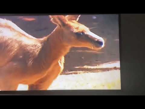 Safari Scrapbook Kangaroo