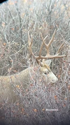 13 reactions | I ❤️ Mule Deer! #muledeer | Boarmasters | Facebook