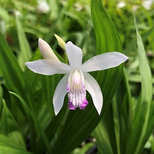 Bletilla striata 'Kuchibeni' - Hardy Orchid (4.5" Pot) | Little Prince of Oregon Nursery