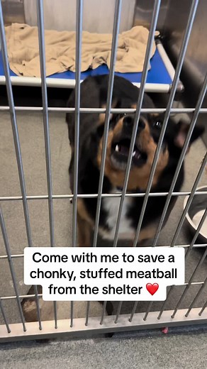 whitneysdogs on TikTok