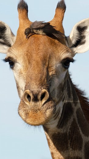 1.5M views · 10K reactions | Unexpected Bonds Bird Cleansing Giraffe, A Tale of Mutual Care Wincent gaDbw #bird #nature #wildlife #giraffe | HAWI Studios | Facebook
