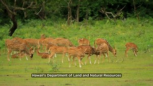 The state is paying people to kill axis deer and cut off their tails. Hawaii’s Department of Land and Natural Resources is inviting eligible private landowners on Maui, Molokaʻi and Lānaʻi to apply to a Landowner Incentive Program that pays up to $50 per qualifying axis deer tail to help reduce invasive deer populations harming watersheds, agriculture and communities. Proposals are due by February 15. #mauiaxisdeer #maui #molokaʻi #lanaʻi #landownerincentiveprogram | Akakū Maui