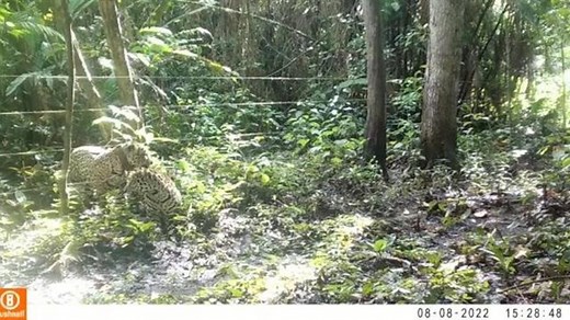 To save jaguars, this Nat Geo explorer acts like one