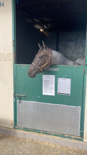 4.7K views · 705 reactions | There are some lookers at the @renosnafflebitfuturity sale, the bidding kicks off tonight! | Quarter Horse News | Facebook