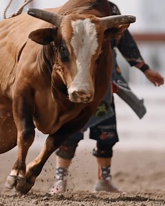 4.6K views · 160 reactions | Put your rodeo knowledge to the test and Play ProRodeo today! Download the app on Apply or Play Store. | PRCA ProRodeo | Facebook