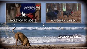 1.3K views | The EzyDog Neo Classic Dog Collar is called the Neo for Neoprene. Neoprene is a soft rubber material that is used in wetsuits, and its reinforced with nylon webbing for added strength and durability. Great for waterproof dog collars. https://www.ezydog.co.za/collars/ #EzyDog #Collars #NowGoAndPlay | EzyDog South Africa | Facebook