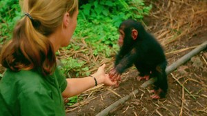 Watch #JANE, the most celebrated documentary of 2017 this Monday on National Geographic. | National Geographic TV