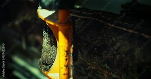 Removing the bark from a tree trunk, woodworking. Working with raw wood, removing the bark on the machine.