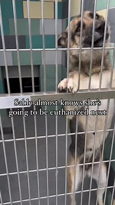 ✨UPDATE- Sable is safe w/ @notyouraveragerescueinc 🙏 After seeing Sable’s heartbreaking video, we scrambled to put plan together. So happy we did because Sable is a very special girl. Her severe separation anxiety shows us how much she’s been through. No more cries Sable baby, you’re safe now! Sable’s freedom video is in our “Rescued” highlights! 📣NYAR Inc is an out of state, 501c3, who is funded through your donations. 💰Please HONOR your pledge & note “Sable” at any options below ⬇️ Vemno- N