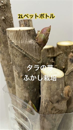 未就学児でも簡単！タラの芽ふかし栽培。冬の自然学習に1度はやってみて欲しい。春にふかし栽培すると気温が高く腐りやすいので春は外に山菜採りやいちご狩りに行きましょう🍓