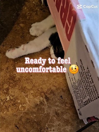 You Were Fine Until You Warched This… #funny #foryou #cat #shorts