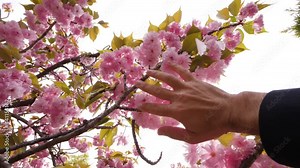Man look up to cherry tree branch and gently stroke pink flowers by hand,several petals fall down. Beautiful spring time at Japan, tourist guy recreate at city park