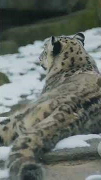 Amur vs Snow vs African Leopard | Part 3
