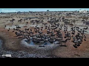 Epic Zebra Migration at Moela