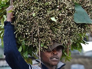 New study shows chewing miraa bad for mental health
