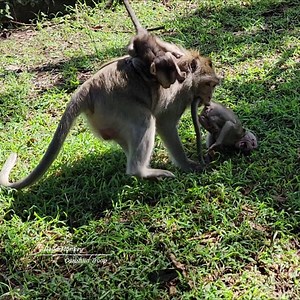 226K views · 4.2K reactions | Hello Monkey on Reels | Facebook