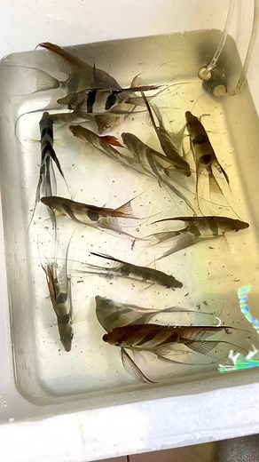 🔥【NEW ARRIVAL 29/06/2024】🔥 🐟Local Breed F1 Altum AngelFIsh 本地繁殖第一代埃及神仙鱼🐟 Opening Hour 🕛🕙 : 【12p.m. to 10 p.m.】 *每個星期二休息* 🗺地址 - Location: 25, Jalan Jati 2, Taman Nusa Bestari Jaya, 81300, Skudai, Johor ☎️联系方式 - Contact: Telegram: https://t.me/jiongtai Whatsapp: https://wa.me/601110838994 Facebook: https://facebook.com/jwildaquatic | 囧泰水族