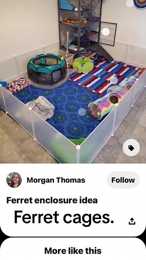 #ferretcages #ferretcare #newferretaccount #ferrets#carelfferrets#ferret #fypシ゚