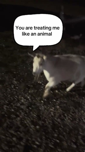 Heidi Escapes Again | Walking Our little goat Back to the Barn