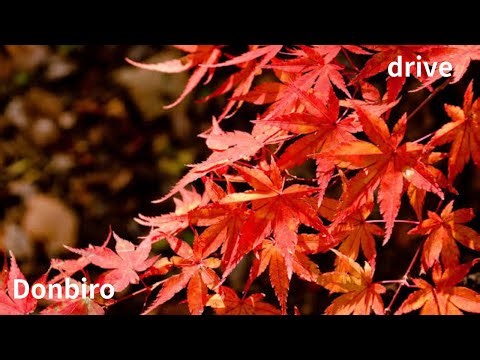 🍁Autumn leaves in Tochigi Prefecture🍁Are they turning colors?🍁Let's go to Nikko🍁Shiobara🍁