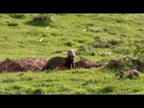 Rabbit hunting with ferrets | Shooting rabbits in Scotland - Ultimate Hunting