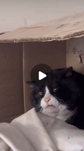 We Rate Chonks on Instagram: "WHY CHONK SO ANGRY 🤣"