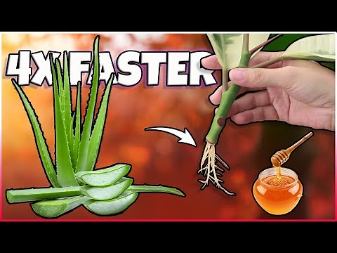 How to make Plant Rooting Hormone at Home | Natural plant root Growth Hormone