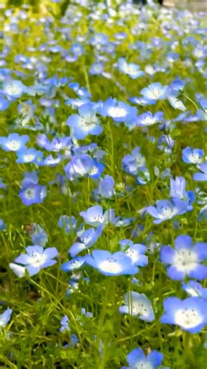 都心のど真ん中日比谷公園でのんびり散歩🌿青く可憐に広がるネモフィラまるで都会の中の小さな楽園のようでした✨#癒しの瞬間#日比谷公園#散歩#