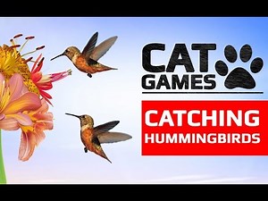 CAT GAMES - 🐦 CATCHING HUMMINGBIRDS (ENTERTAINMENT VIDEOS FOR CATS TO WATCH)