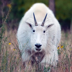 34K views · 1.1K reactions | Wiggle your ears if you're excited for spring weather! | Travel South Dakota | Facebook